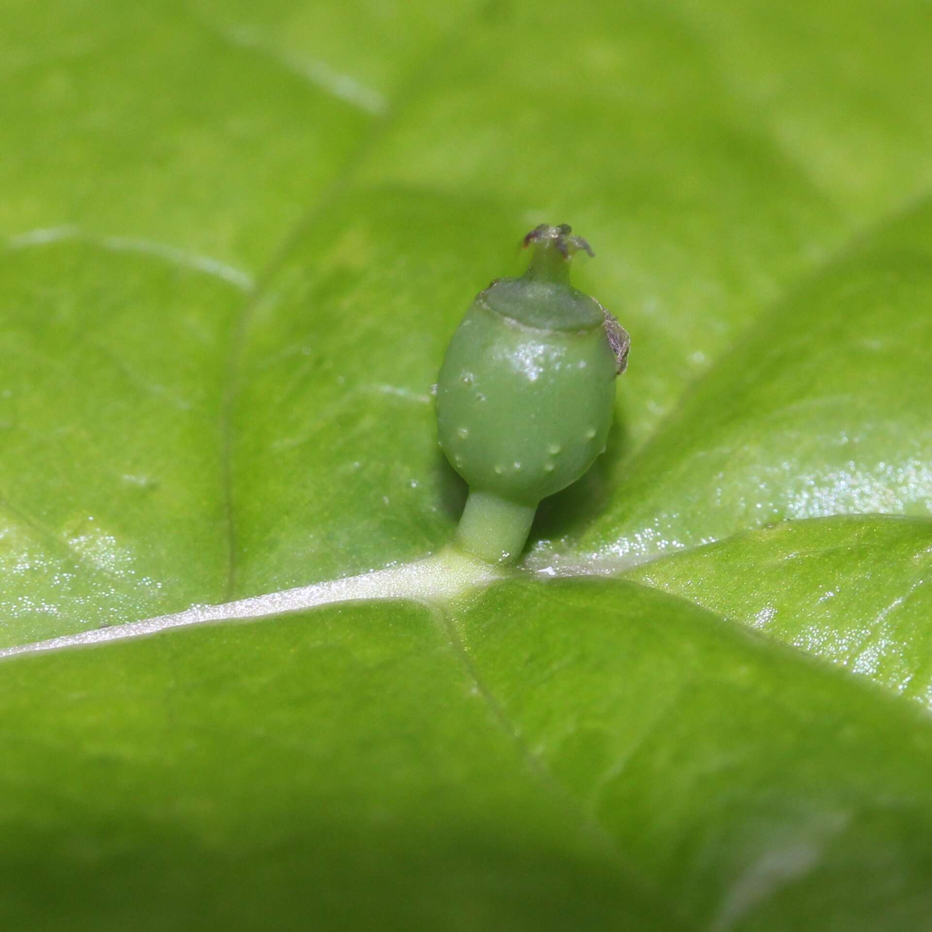 Helwingia japonica (Thunb. ex Murray) F. G. Dietrich resmi