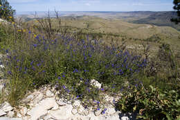 Imagem de Salvia lycioides A. Gray