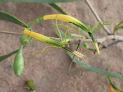 Image of Northern mistletoe