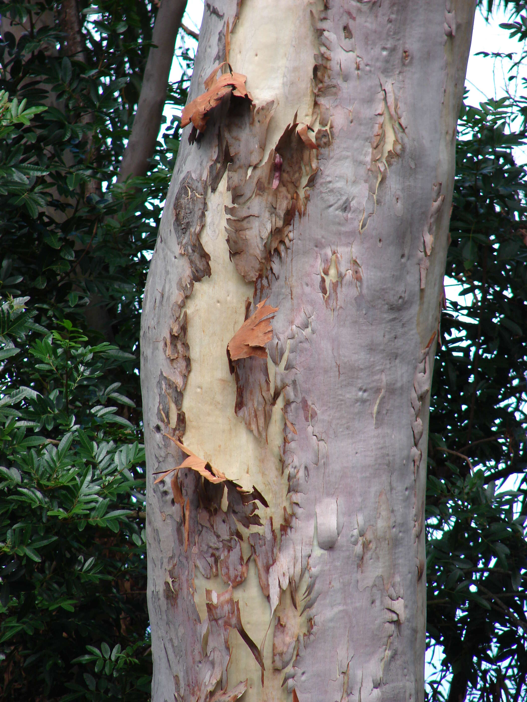 Image of lemonscented gum