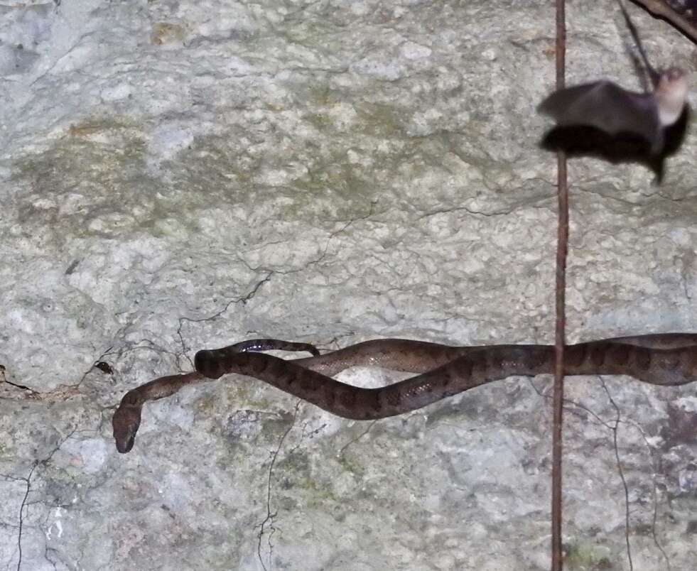 Image of Puerto Rican Boa