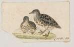 Image of Black-rumped Buttonquail