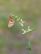 Image of Red-Band Fritillary