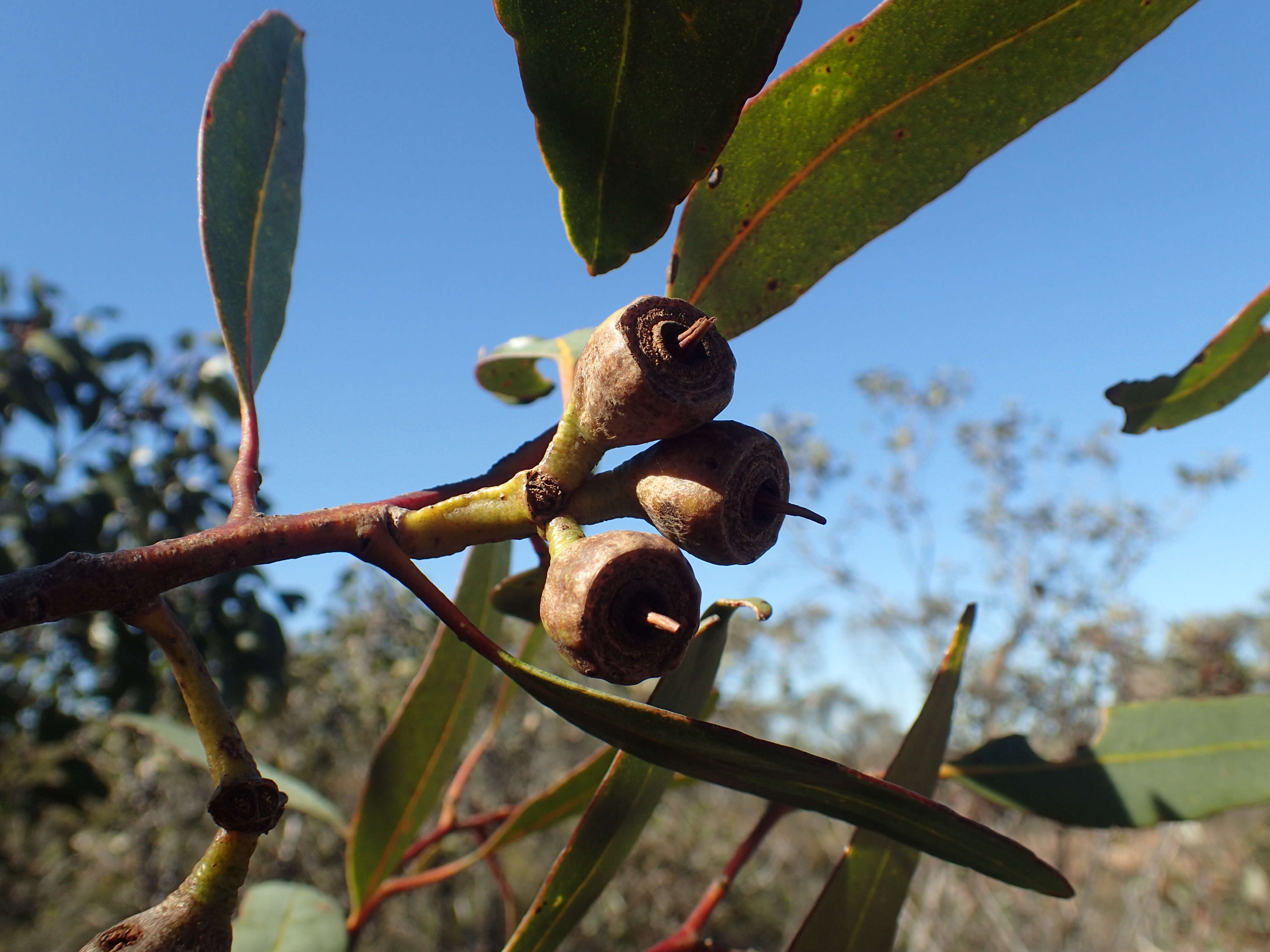 Image of Eucalyptus kessellii Maiden & Blakely