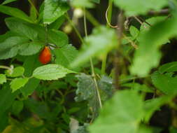 Image of Solena amplexicaulis (Lam.) Gandhi ex Saldanha & Nicolson