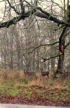 Image of Columbian black-tailed deer