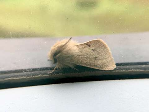 Image of Spilosoma Curtis 1825