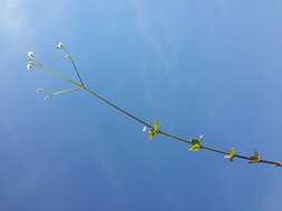 Image of Round-leaved Bedstraw