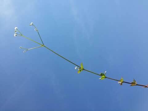 Image of Round-leaved Bedstraw