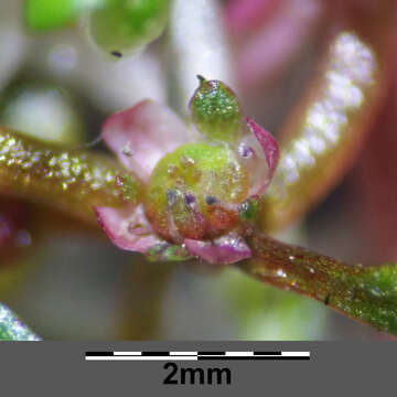 Image of eight-stamened waterwort