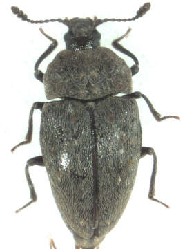 Image of Priasilphidae