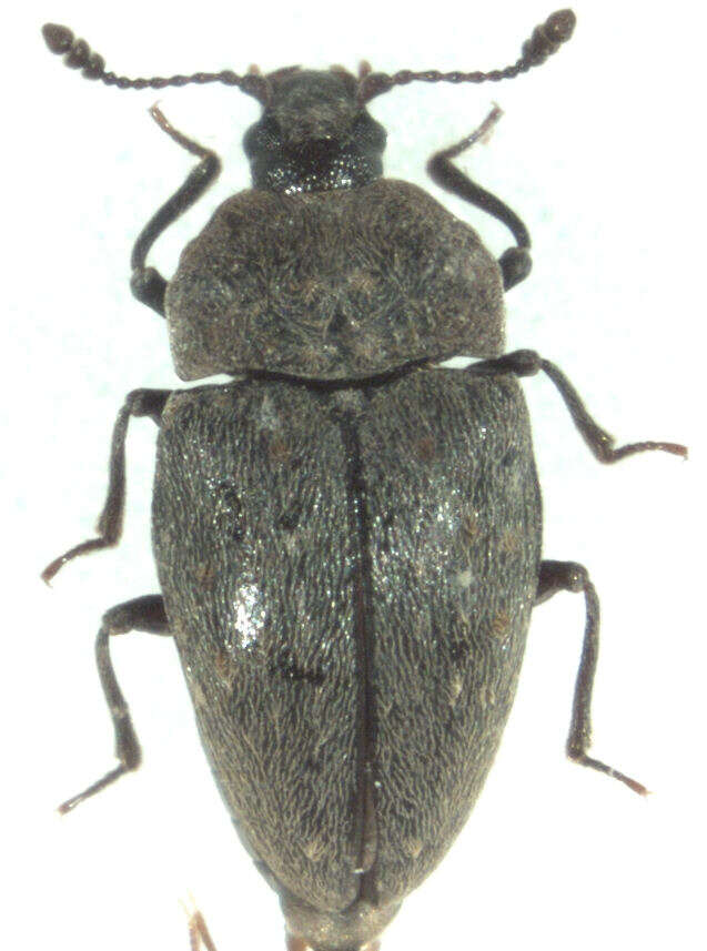 صورة Priasilphidae