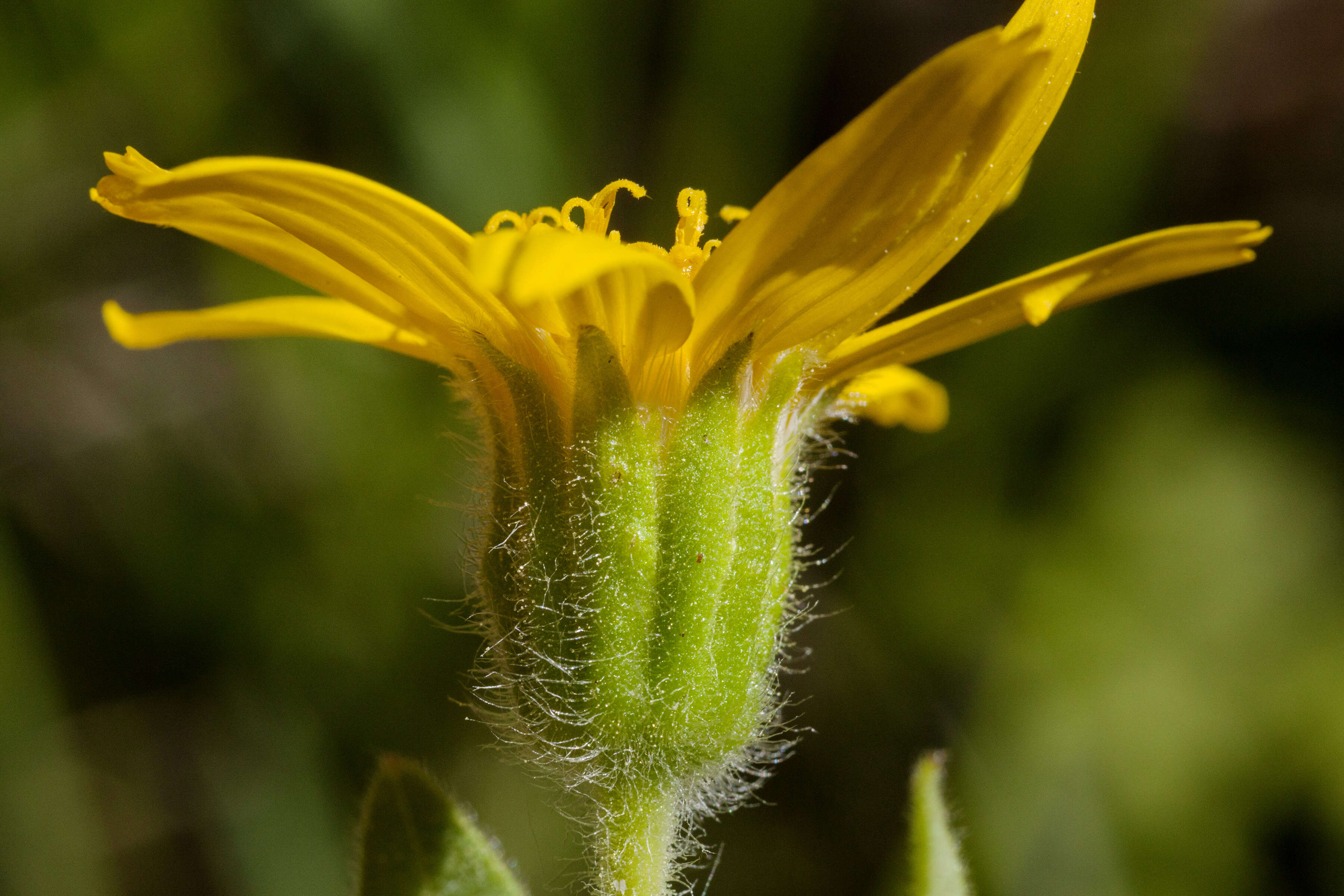 Image of heartleaf arnica