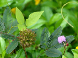 Image of Sensitive Plant