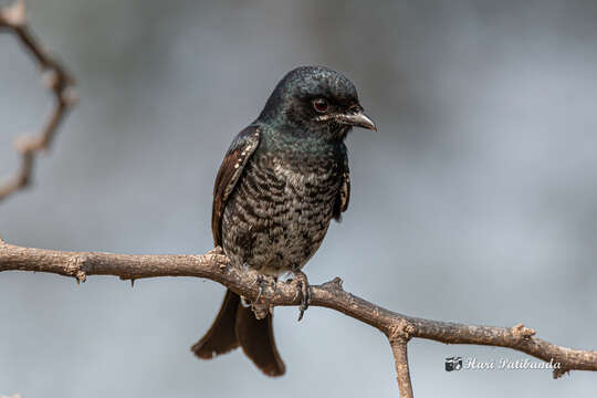 Image of Black Drongo