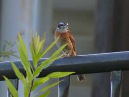 Image of Meadow Bunting