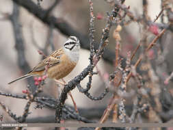 Image of European Rock Bunting