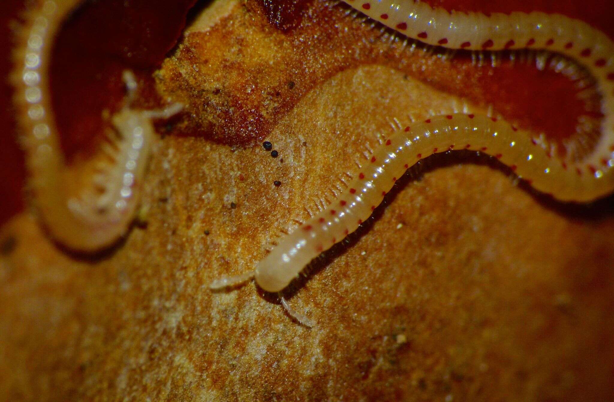 Image of Spotted snake millipede