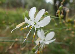 Image of Branched St Bernard's lily