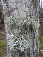 Image of farinose cartilage lichen