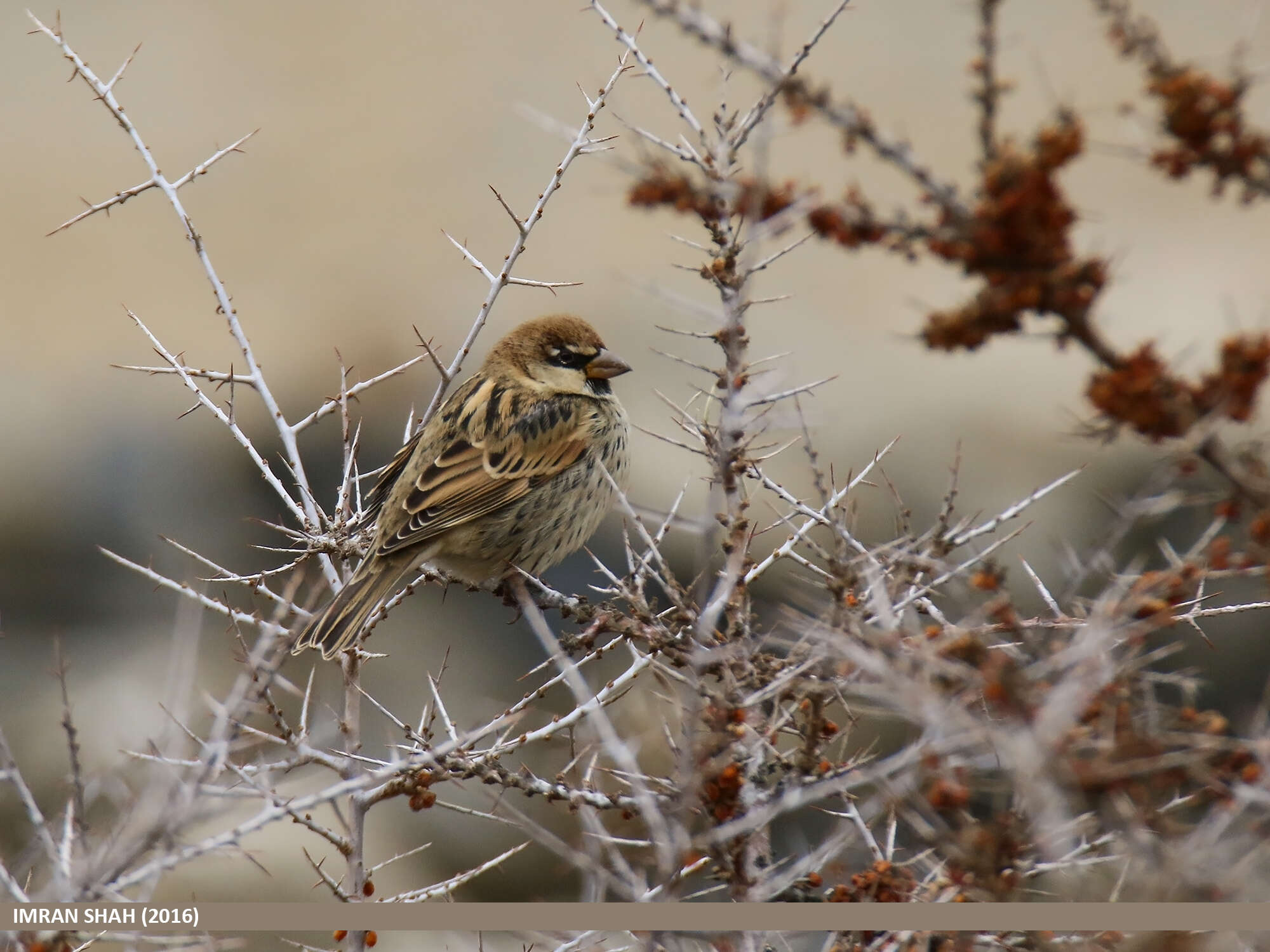 Image of Spanish Sparrow