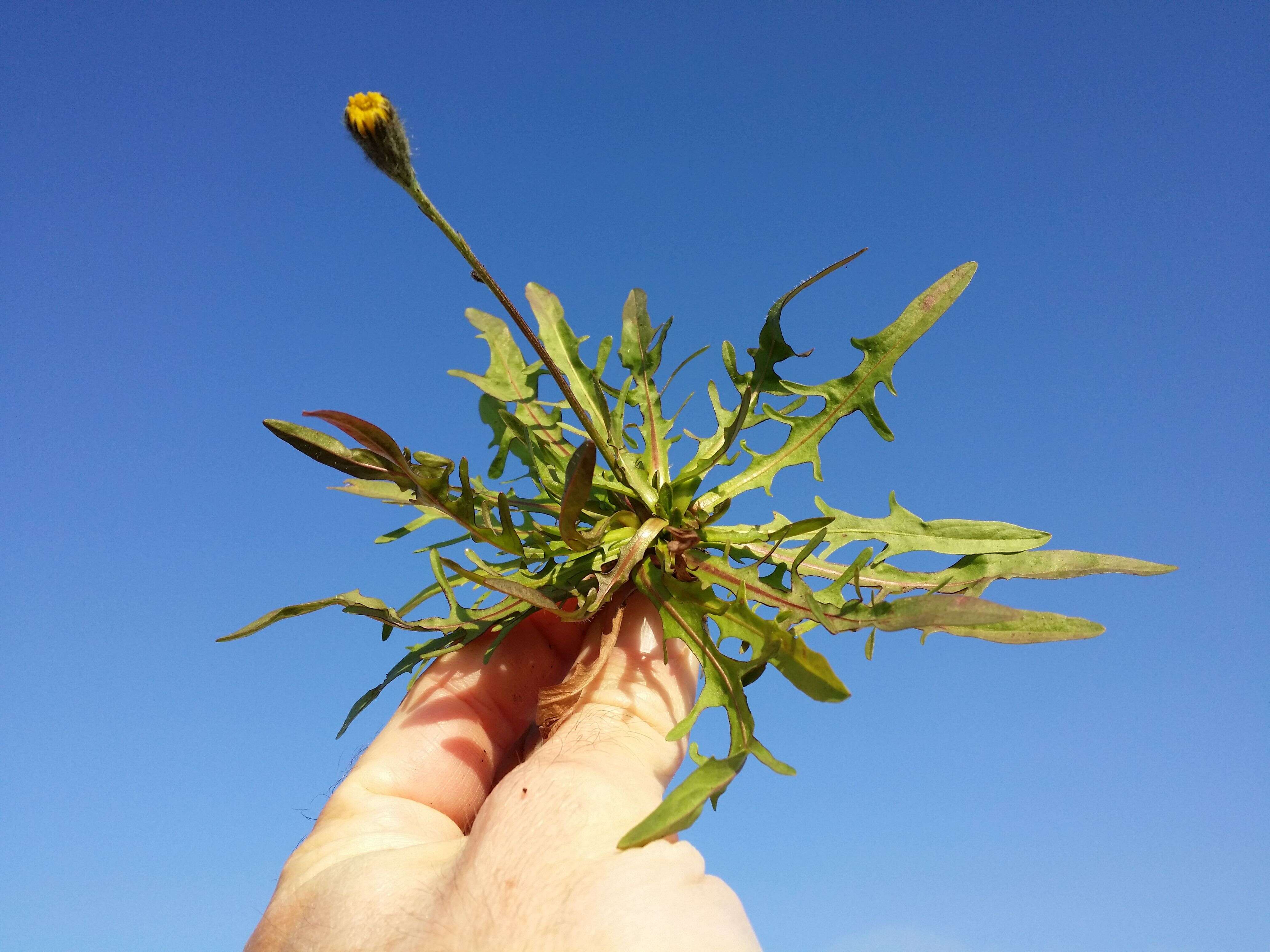 Image of fall dandelion