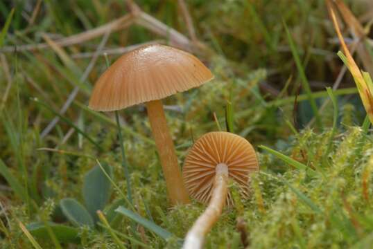 Imagem de Galerina graminea (Velen.) Kühner 1935