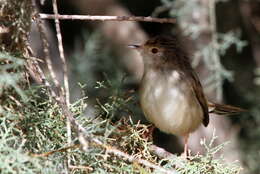 Image of Graceful Prinia