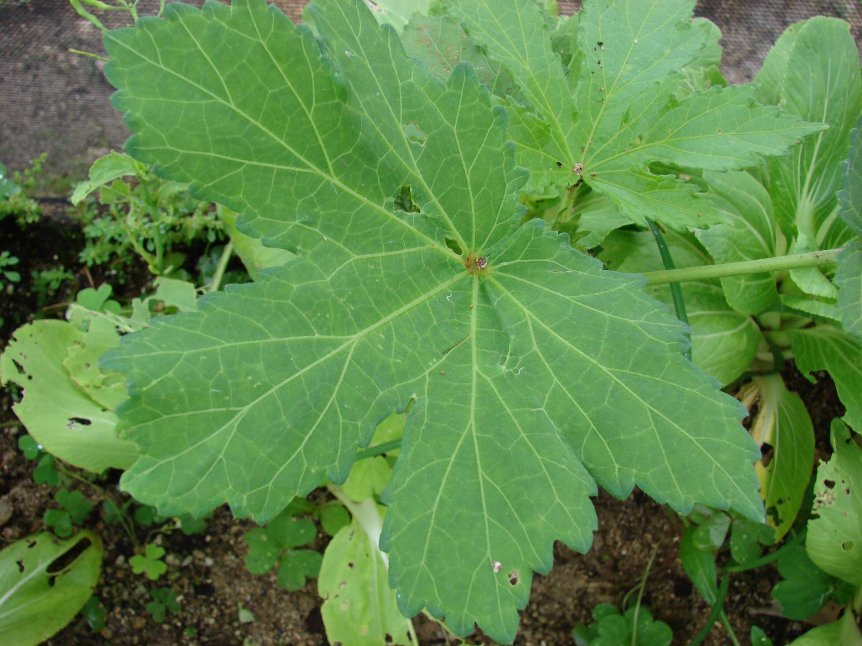 Image of okra