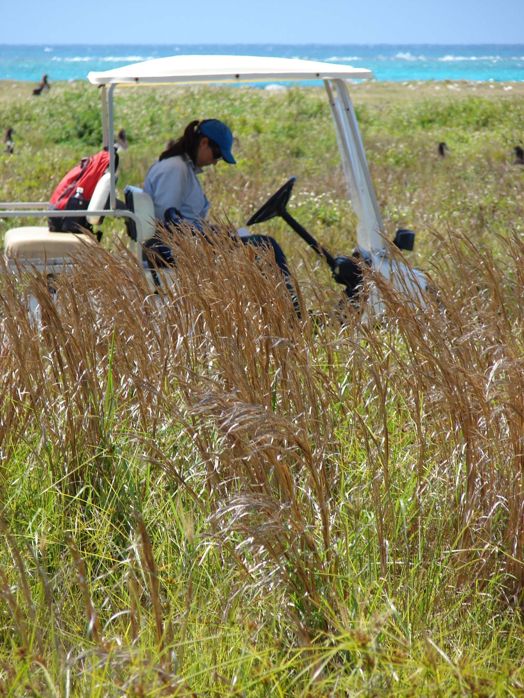 Imagem de Andropogon glomeratus (Walter) Britton, Sterns & Poggenb.