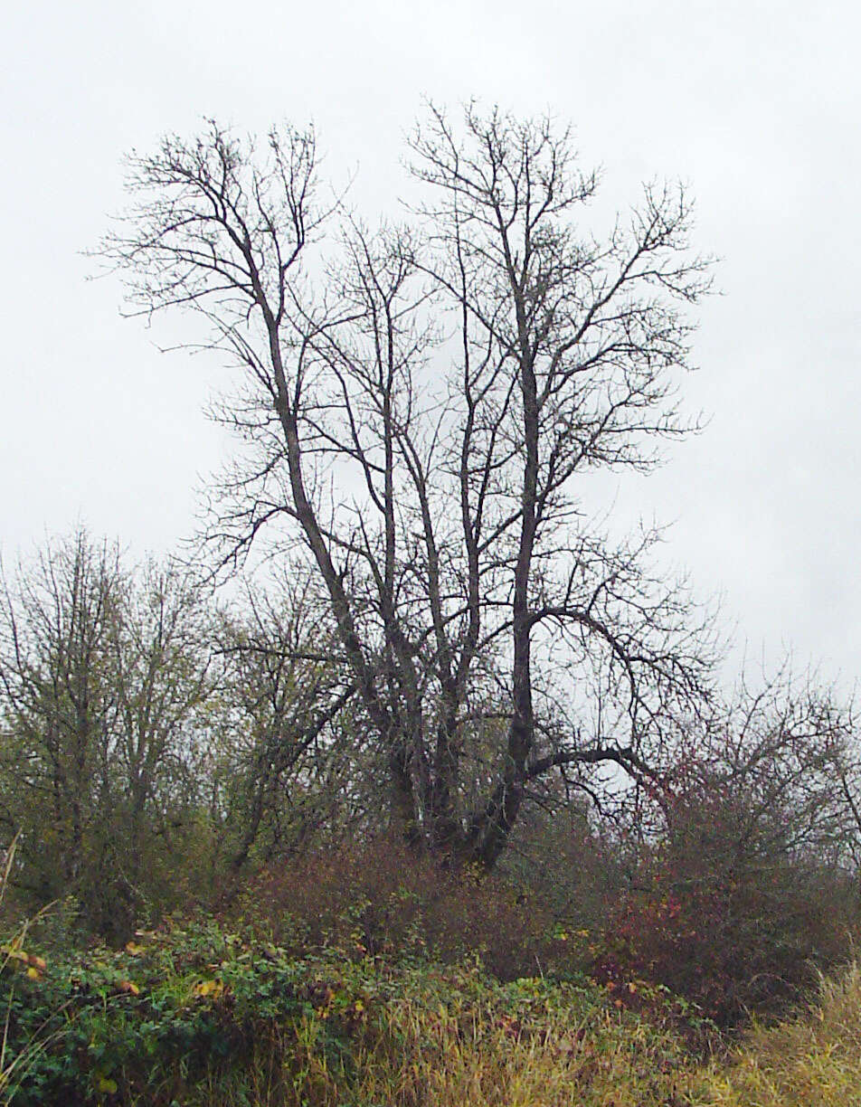 Слика од Fraxinus latifolia Benth.