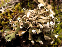 Image of Cladonia foliacea (Huds.) Willd.