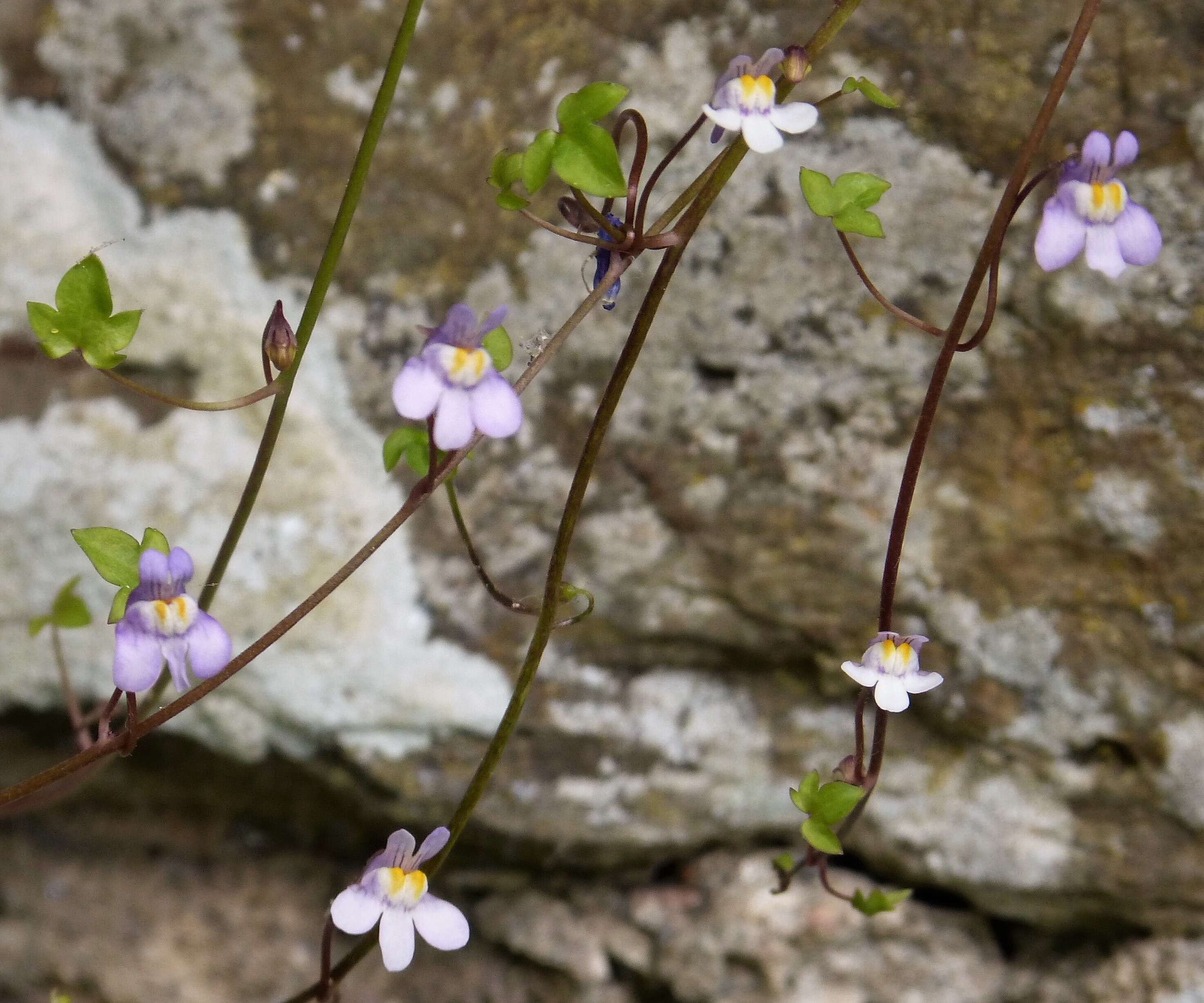 Image of Ivy-leaved Toadflax