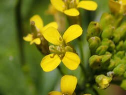 Image of treacle mustard