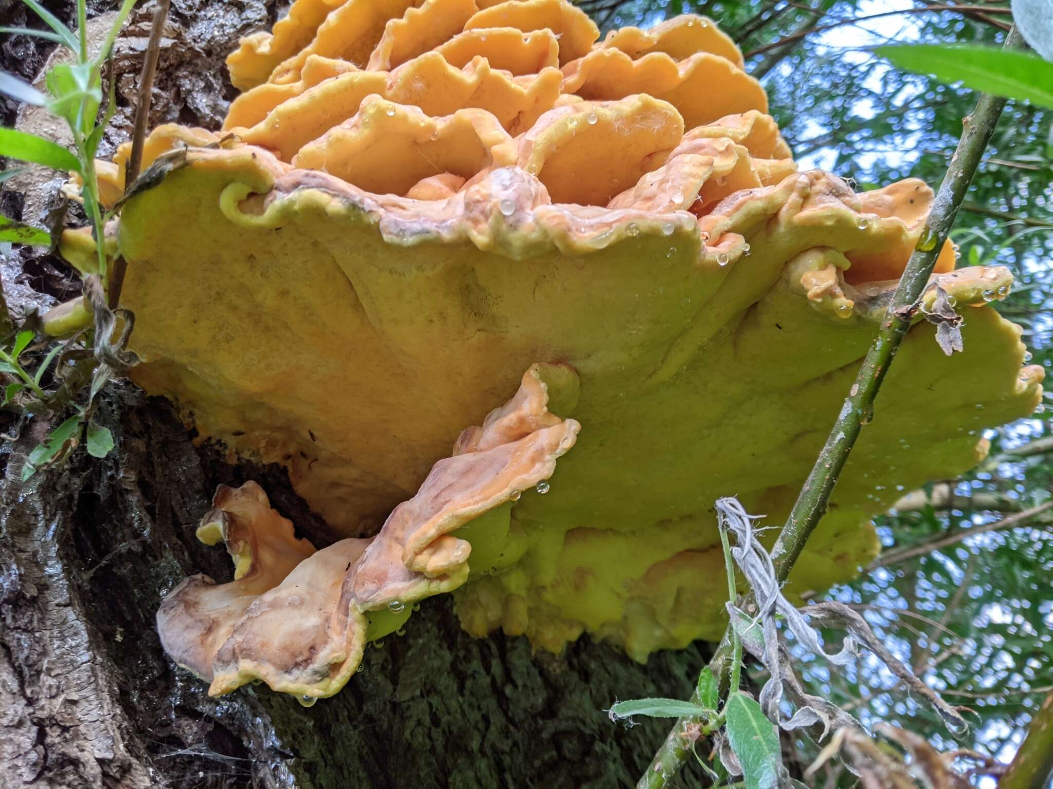 Image of Bracket Fungus