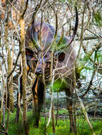 Image of Sri Lankan sambar deer