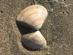 Image of Pismo clam