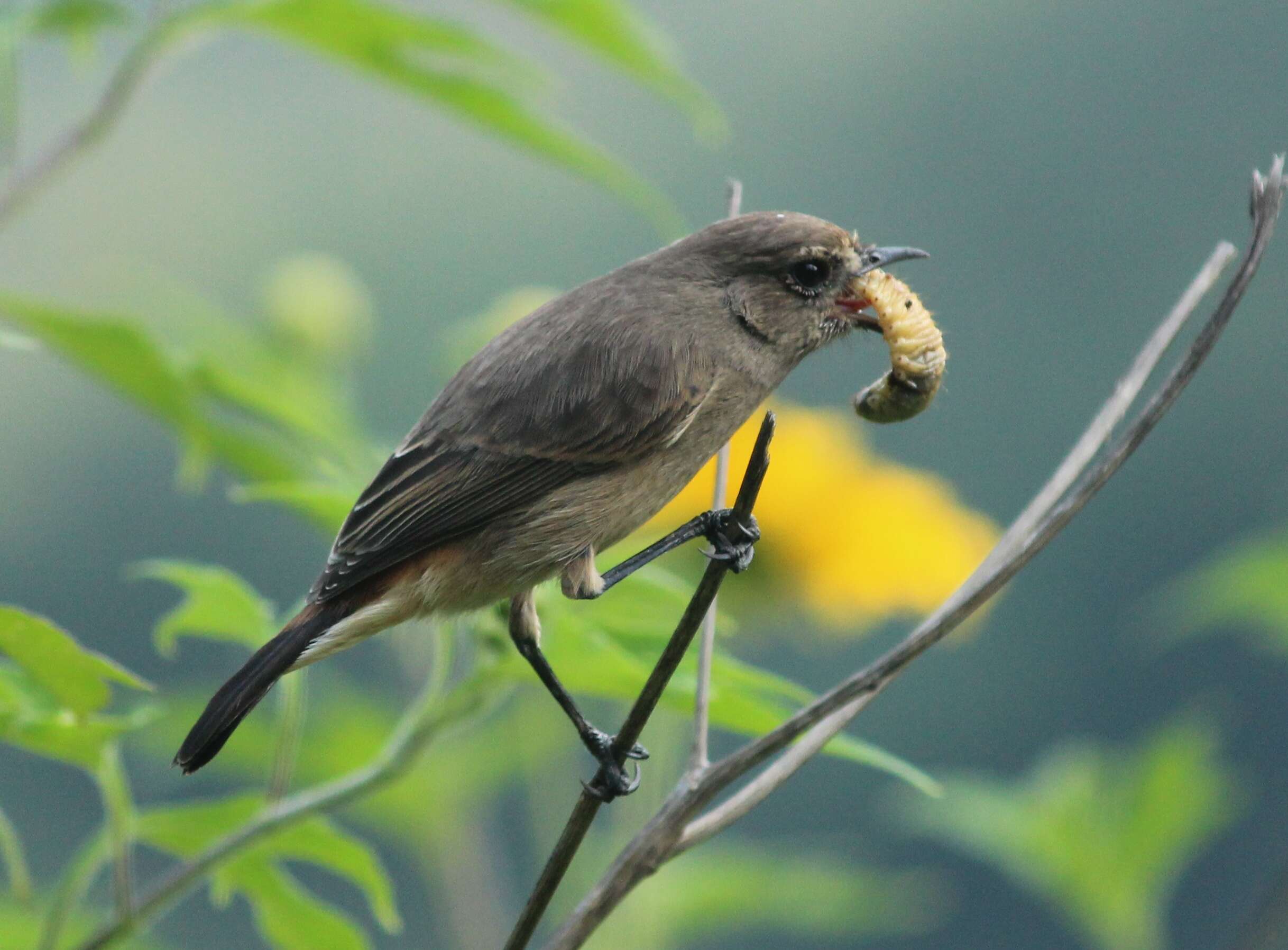 Image of Pied Bush Chat