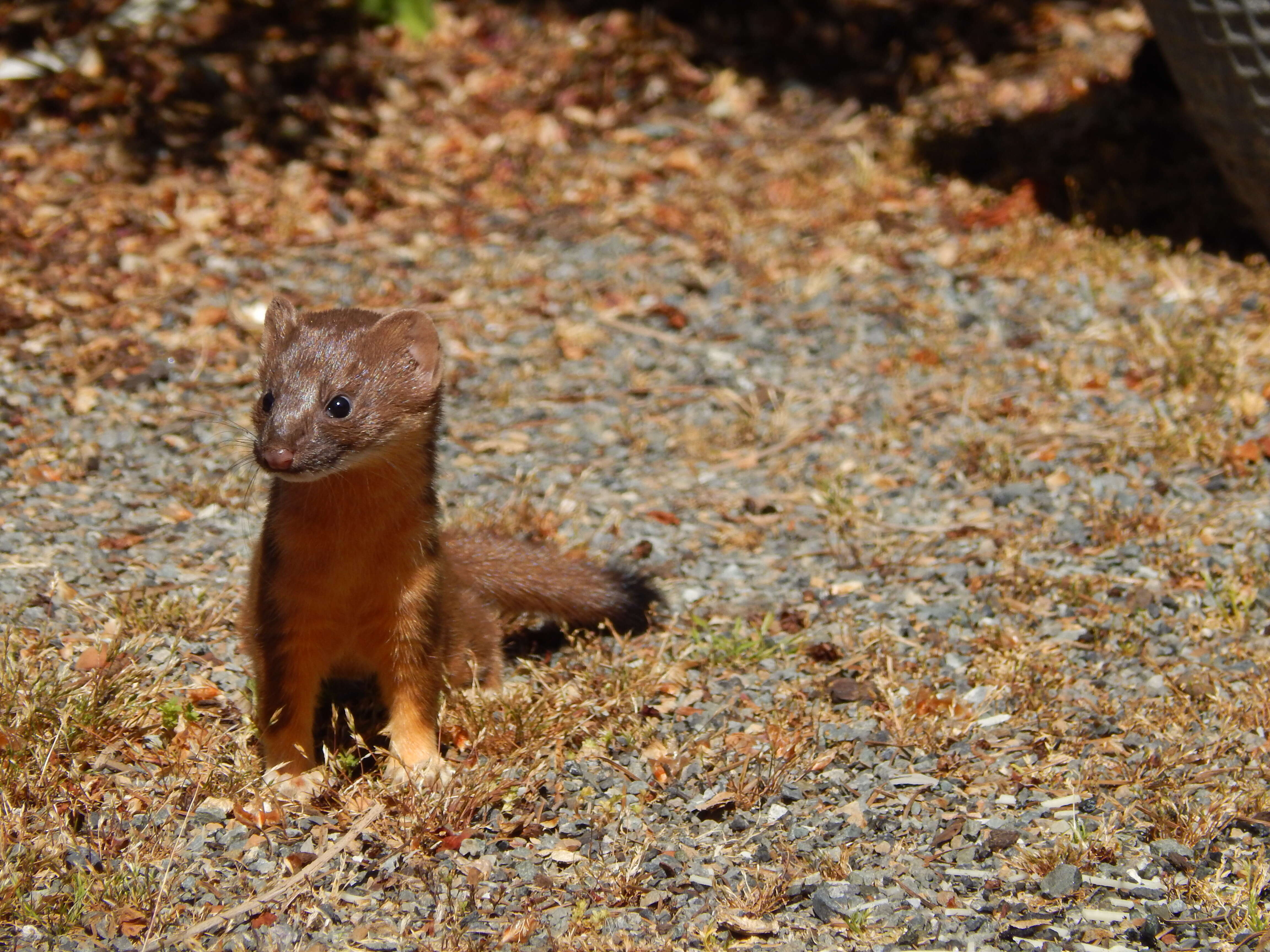 Image of Long-tailed Weasel