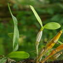 Image de Dendrobium amabile (Lour.) O'Brien