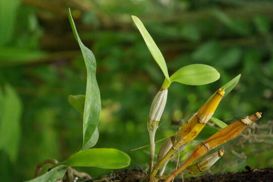 Dendrobium amabile (Lour.) O'Brien的圖片