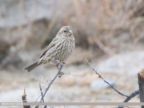 Plancia ëd Carpodacus rhodochlamys (Brandt & JF 1843)