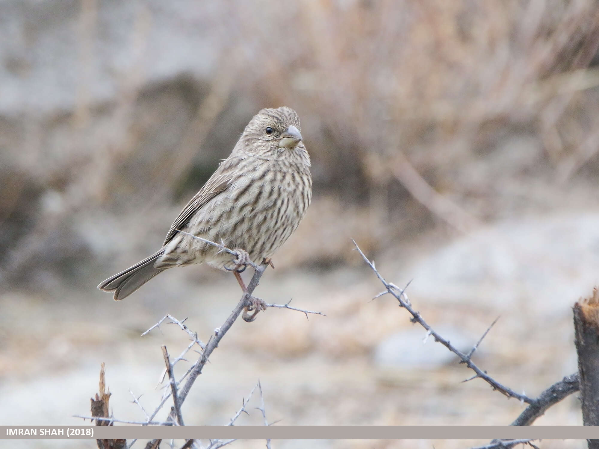 Plancia ëd Carpodacus rhodochlamys (Brandt & JF 1843)