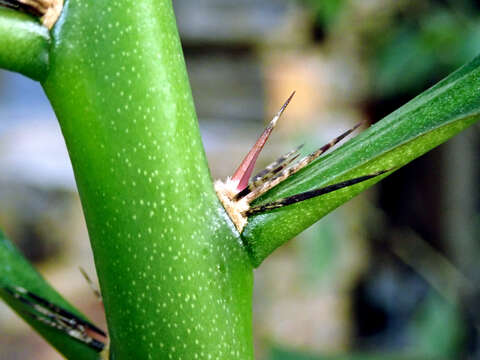 صورة Pereskia grandifolia Haw.