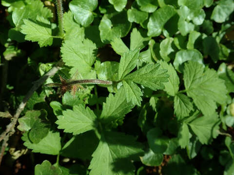 Image of Water Avens