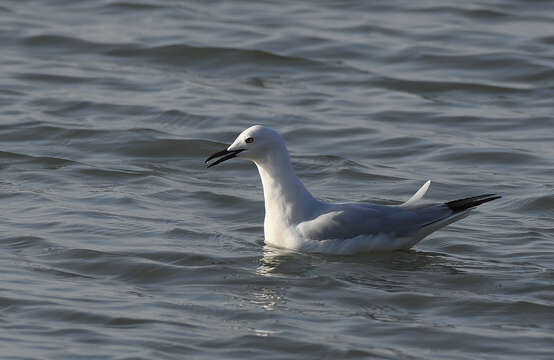 Image of Slender-billed Gull