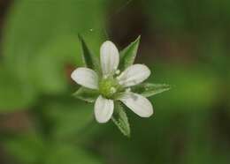 Слика од Moehringia trinervia (L.) Clairv.