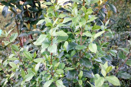 Image of Viburnum triphyllum Benth.