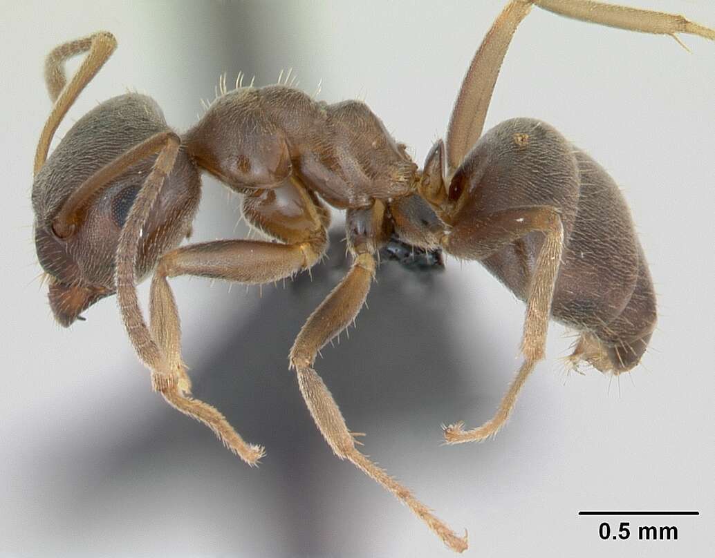 Image de Lasius psammophilus Seifert 1992