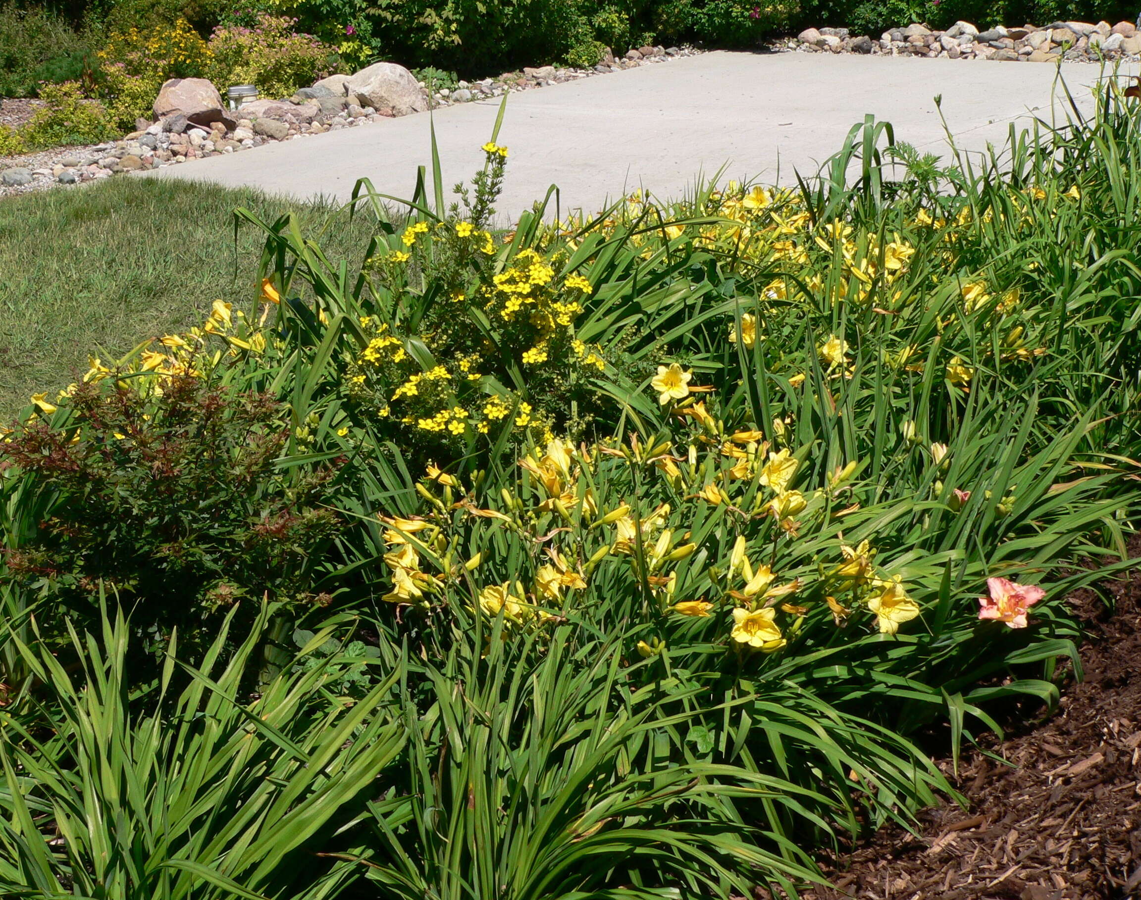 Image of Daylily